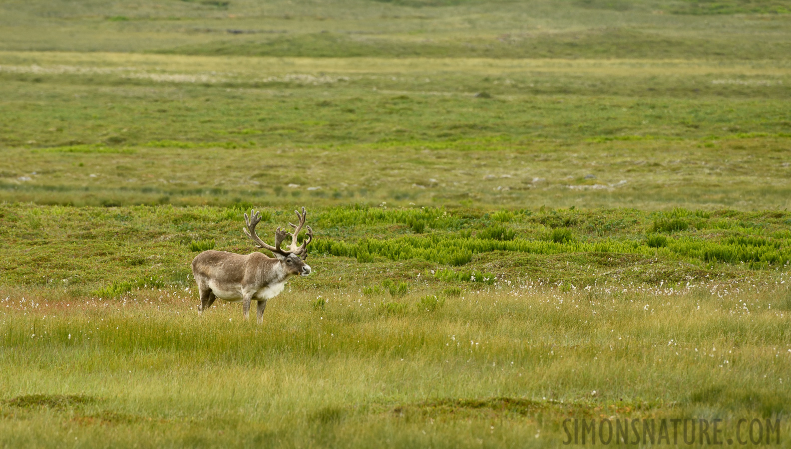 Rangifer tarandus caribou [400 mm, 1/400 Sek. bei f / 8.0, ISO 800]